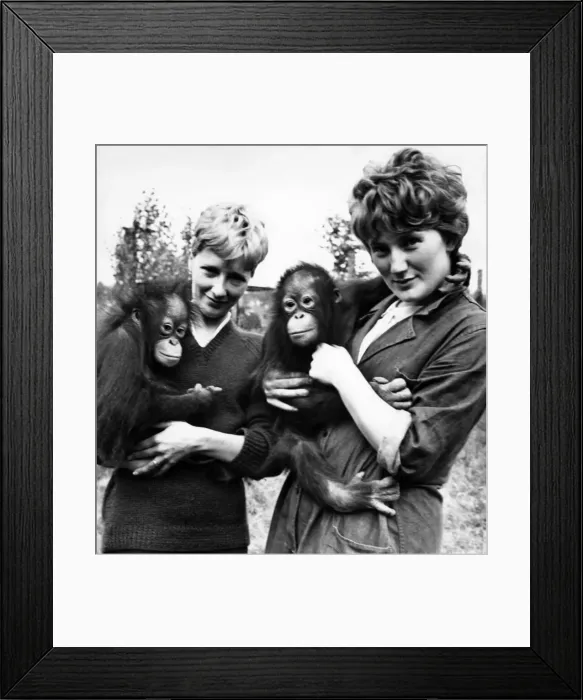 Framed Print : Two orangutans arrive at Chester Zoo, they have been named Martha and Kimbu