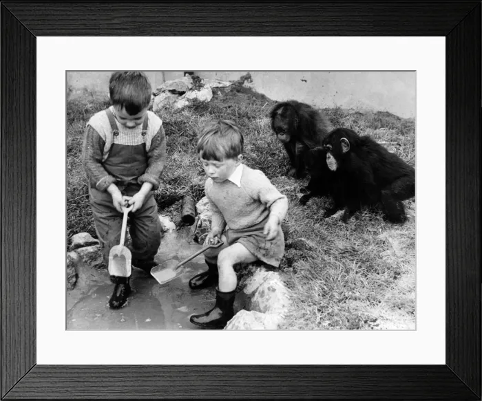 Framed Print : Children playing with monkeys at Chester Zoo, 16th May 1960 Framed Print : Children playing with monkeys at Chester Zoo, 16th May 1960