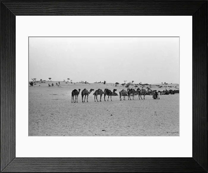 Framed Print : Since the Middle Ages, camel caravans have navigated north from the fabled city of Framed Print : Since the Middle Ages, camel caravans have navigated north from the fabled city of