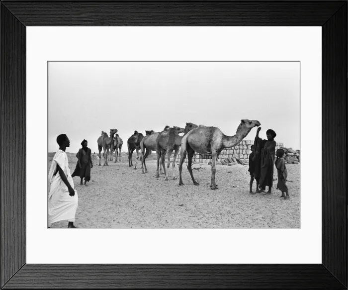Framed Print : Since the Middle Ages, camel caravans have navigated north from the fabled city of Framed Print : Since the Middle Ages, camel caravans have navigated north from the fabled city of