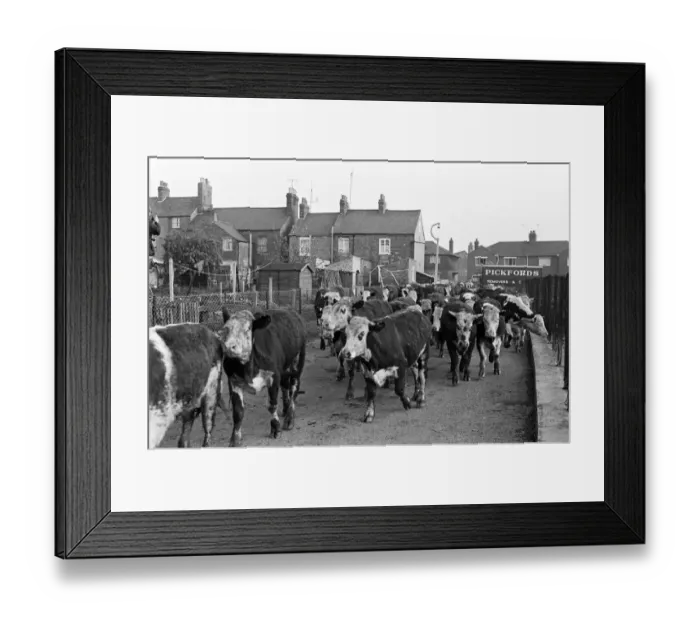 Framed Print : Cattle are driven to market in Banbury, Oxfordshire. 17th May 1968