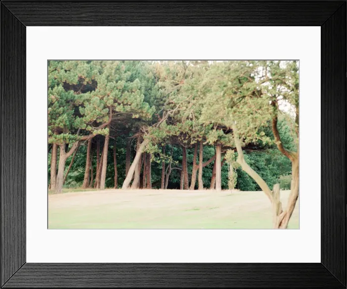 Framed Print : Edge of Wood, Sefton Park, south Liverpool, 1st September 1994 Framed Print : Edge of Wood, Sefton Park, south Liverpool, 1st September 1994