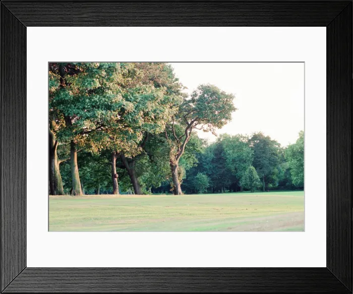 Framed Print : Edge of Wood, Sefton Park, south Liverpool, 1st September 1994 Framed Print : Edge of Wood, Sefton Park, south Liverpool, 1st September 1994