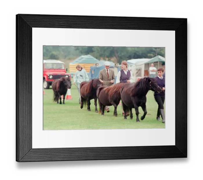 Framed Print : Shetland Pony Show, Liverpool, 3rd September 1994