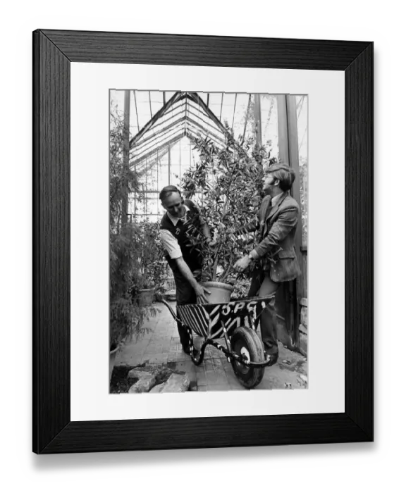 Framed Print : Conservatory, Stewart Park, Marton, Middlesbrough, England, 30th March 1978