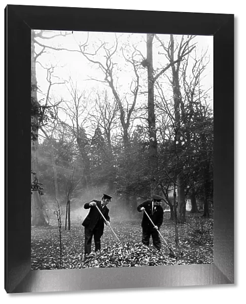 Park Rangers, gathering leaves at Stewart Park, Marton, Middlesbrough, England