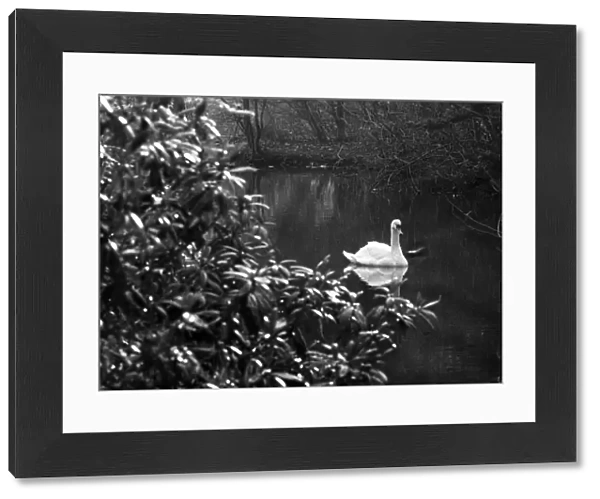 Swan glides through dark waters, Stewart Park, Marton, Middlesbrough, England