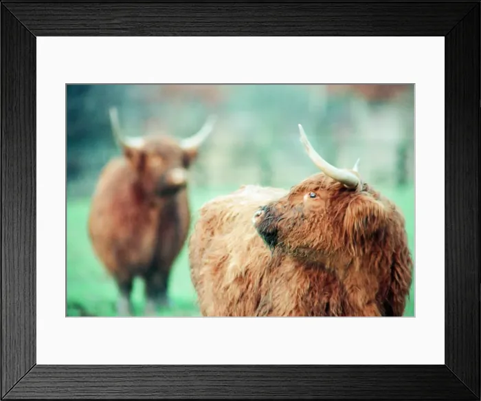 Framed Print : Highland Cattle at Stewart Park, Marton, Middlesbrough, England, 28th December 1993 Framed Print : Highland Cattle at Stewart Park, Marton, Middlesbrough, England, 28th December 1993