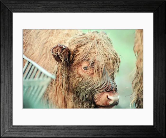 Framed Print : Highland Cattle at Stewart Park, Marton, Middlesbrough, England, 28th December 1993 Framed Print : Highland Cattle at Stewart Park, Marton, Middlesbrough, England, 28th December 1993