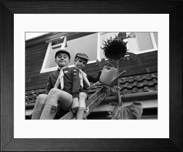 Framed Print : Tall story... green fingered cubs David Ryan (right) and Darren Neary have to climb a Framed Print : Tall story... green fingered cubs David Ryan (right) and Darren Neary have to climb a