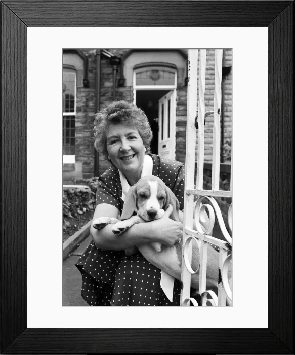 Framed Print : Sandy the mischievous beagle, performed another trick last night Framed Print : Sandy the mischievous beagle, performed another trick last night