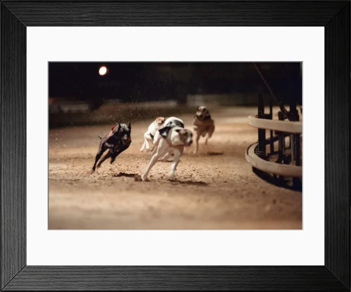 Framed Print : Greyhound Racing at Cleveland Park Stadium in Middlesbrough. 5th April 1994 Framed Print : Greyhound Racing at Cleveland Park Stadium in Middlesbrough. 5th April 1994