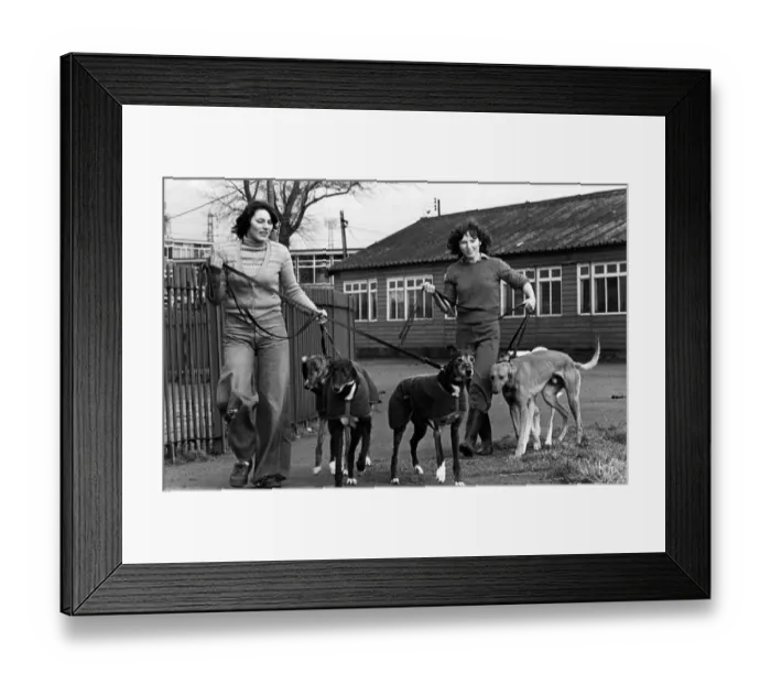 Framed Print : Amanda Davies and Denise Muiraney exercise some greyhounds at Cleveland Park Stadium in Framed Print : Amanda Davies and Denise Muiraney exercise some greyhounds at Cleveland Park Stadium in