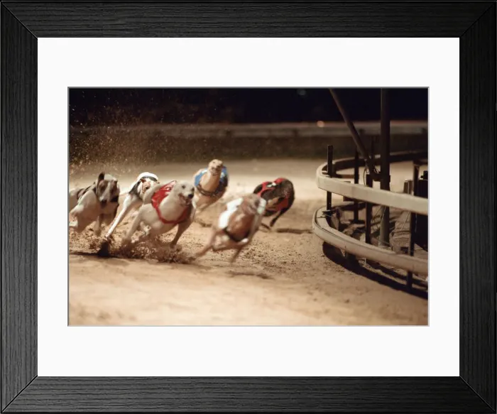 Framed Print : Greyhound Racing at Cleveland Park Stadium in Middlesbrough. 5th April 1994 Framed Print : Greyhound Racing at Cleveland Park Stadium in Middlesbrough. 5th April 1994