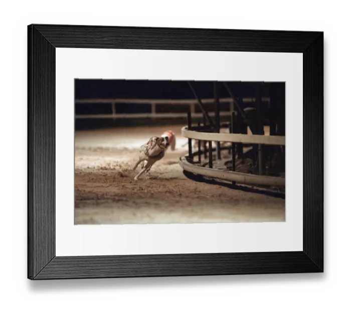 Framed Print : Greyhound Racing at Cleveland Park Stadium in Middlesbrough. 5th April 1994 Framed Print : Greyhound Racing at Cleveland Park Stadium in Middlesbrough. 5th April 1994