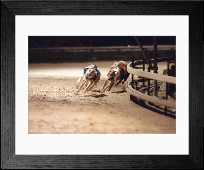 Framed Print : Greyhound Racing at Cleveland Park Stadium in Middlesbrough. 5th April 1994 Framed Print : Greyhound Racing at Cleveland Park Stadium in Middlesbrough. 5th April 1994