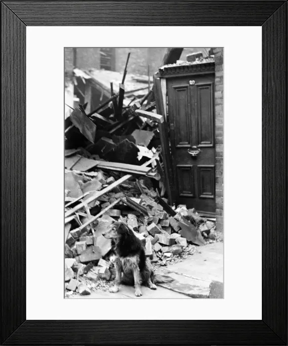 Framed Print : Bomb damage in Liverpool. Shep, the old dog standing outside the door of his home after Framed Print : Bomb damage in Liverpool. Shep, the old dog standing outside the door of his home after