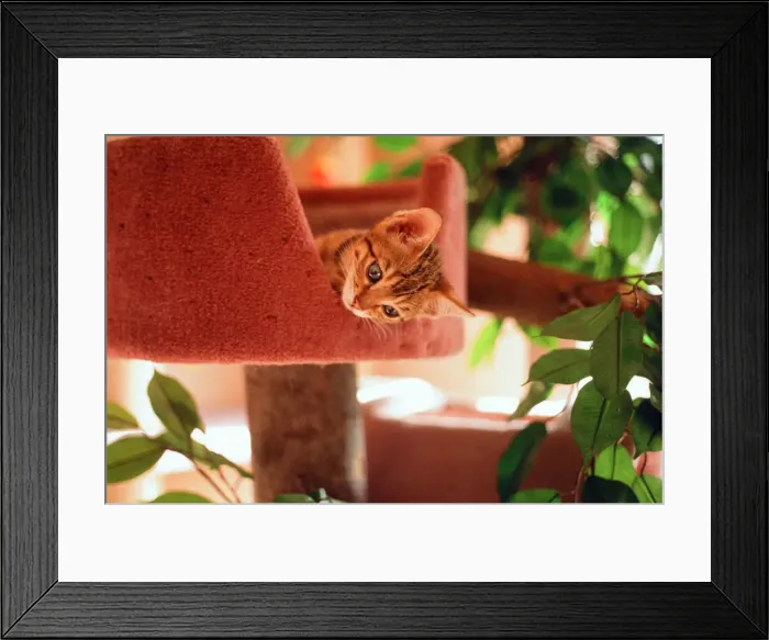 Framed Print : Cats Feature, Circa 1995 Framed Print : Cats Feature, Circa 1995