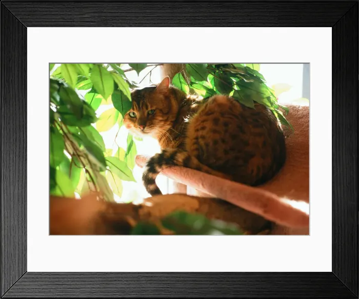 Framed Print : Cats Feature, Circa 1995