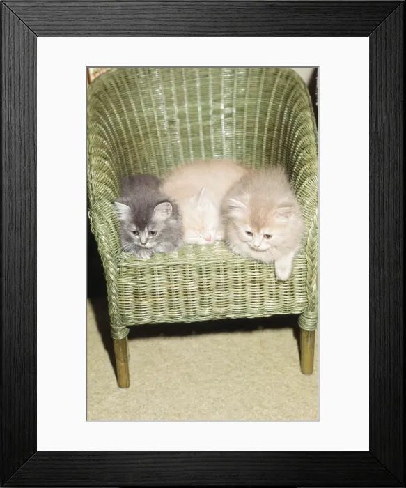 Framed Print : Cats Feature, Circa 1995 Framed Print : Cats Feature, Circa 1995