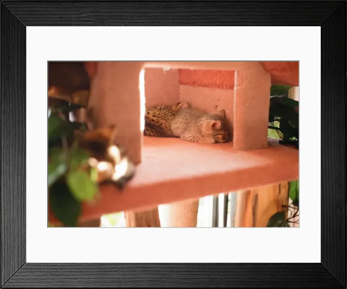 Framed Print : Sleeping Kitten. Cats Feature, Circa 1995
