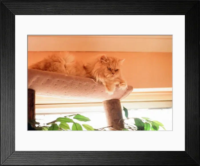 Framed Print : Cats Feature, Circa 1995 Framed Print : Cats Feature, Circa 1995