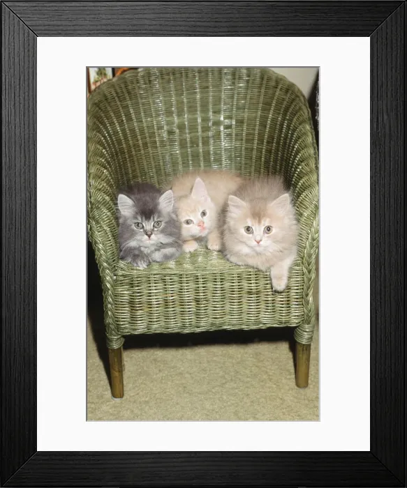 Framed Print : Cats Feature, Circa 1995