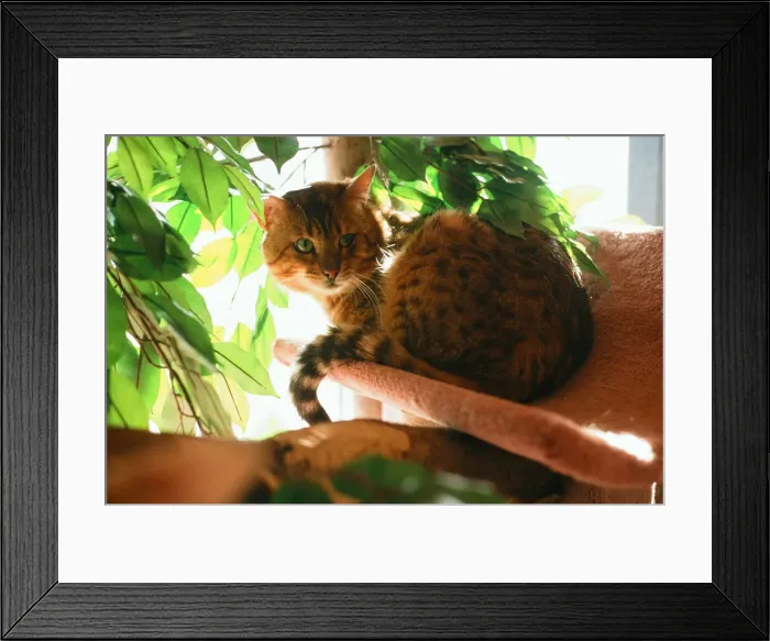 Framed Print : Cats Feature, Circa 1995
