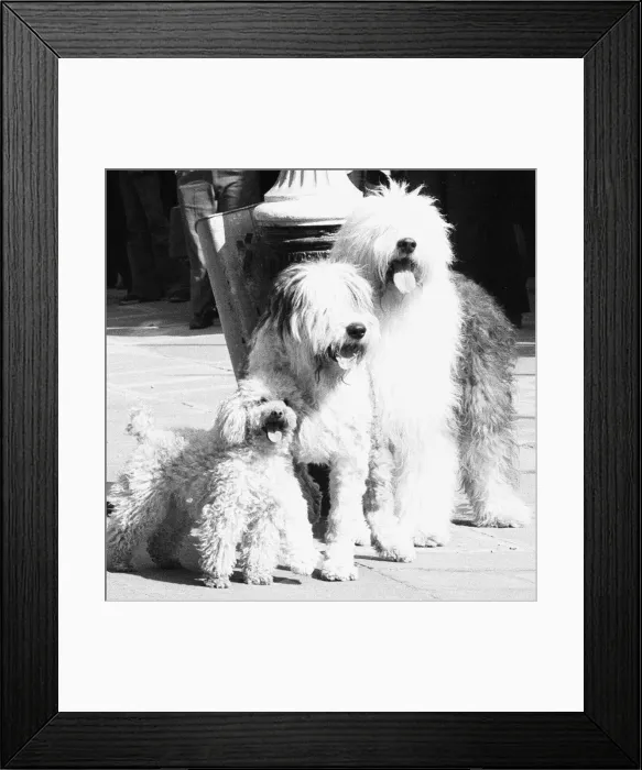 Framed Print : The dog that has to yawn to order. March 27th 1973 An audition took place in Broad Framed Print : The dog that has to yawn to order. March 27th 1973 An audition took place in Broad