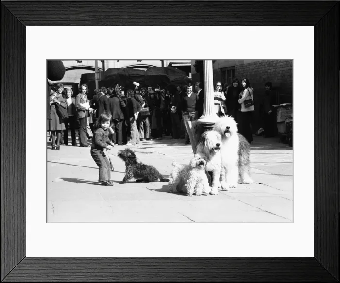 Framed Print : The dog that has to yawn to order. March 27th 1973 An audition took place in Broad Framed Print : The dog that has to yawn to order. March 27th 1973 An audition took place in Broad