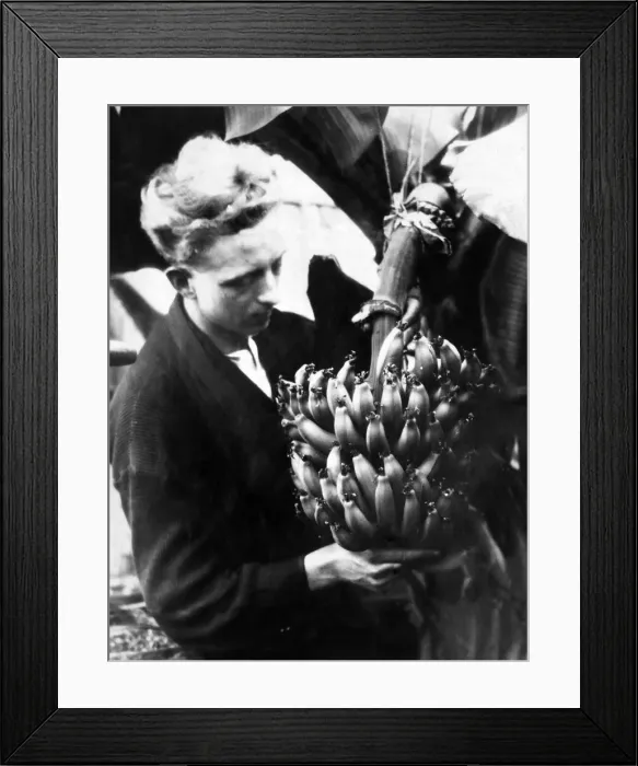 Framed Print : A successful bunch of bananas have been grown at Sefton Park glass house, Liverpool Framed Print : A successful bunch of bananas have been grown at Sefton Park glass house, Liverpool