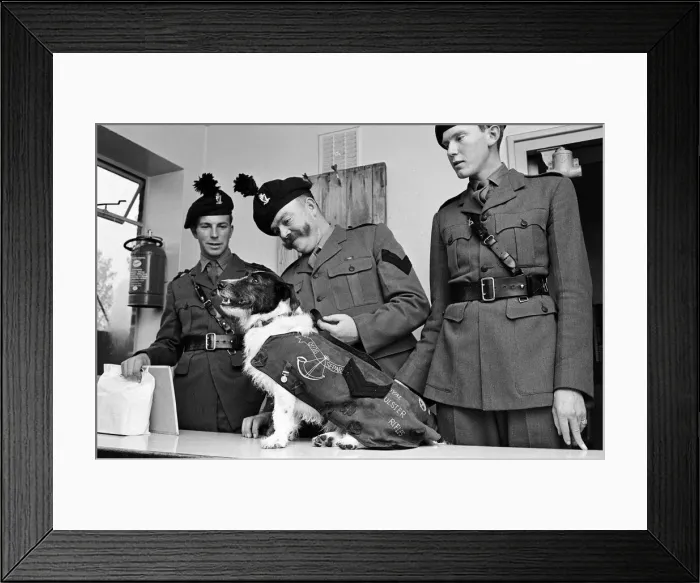 Framed Print : Lance corporal Paddy was promoted Sgt. Paddy, when he was collected Framed Print : Lance corporal Paddy was promoted Sgt. Paddy, when he was collected