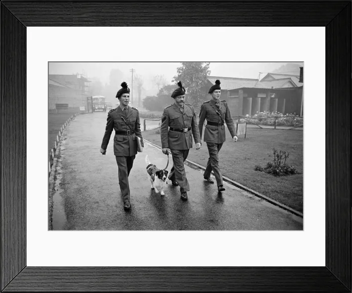 Framed Print : Lance corporal Paddy was promoted Sgt. Paddy, when he was collected Framed Print : Lance corporal Paddy was promoted Sgt. Paddy, when he was collected