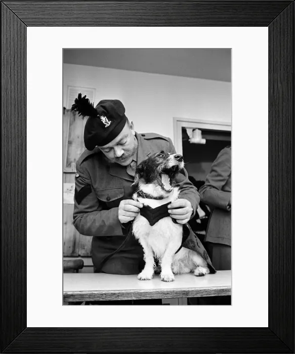 Framed Print : Lance corporal Paddy was promoted Sgt. Paddy, when he was collected Framed Print : Lance corporal Paddy was promoted Sgt. Paddy, when he was collected