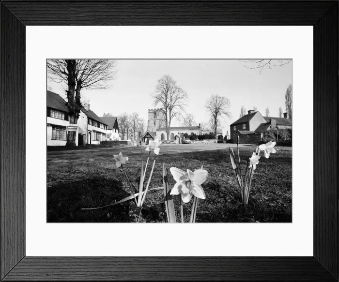 Framed Print : Spring Daffodils bloom on the village green at Kingswinford, Staffordshire, West Midlands Framed Print : Spring Daffodils bloom on the village green at Kingswinford, Staffordshire, West Midlands