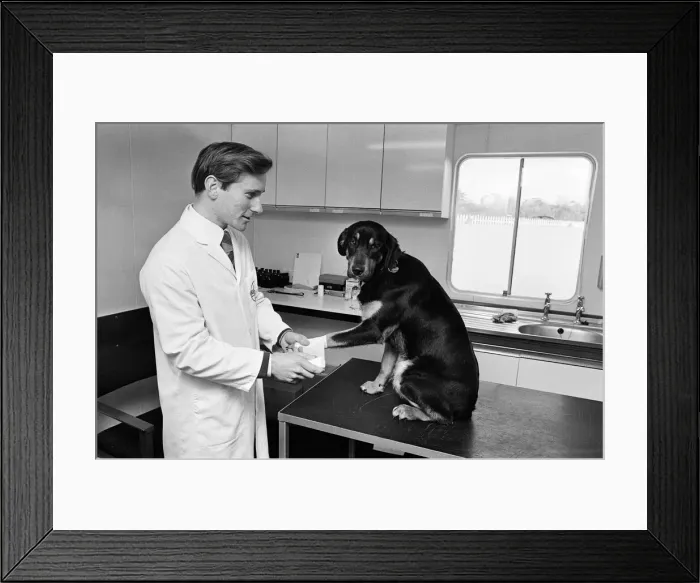 Framed Print : Its a dog life for this Birmingham vet. He is stationed in a mobile hut on land in