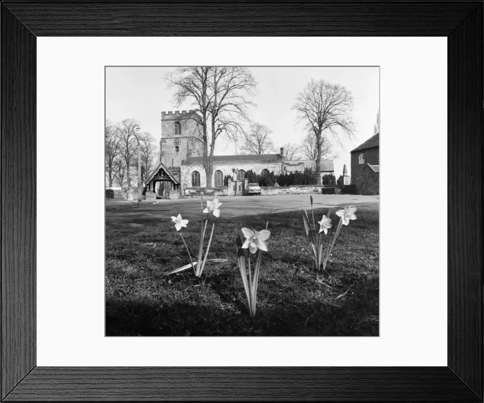 Framed Print : Spring Daffodils bloom on the village green at Kingswinford, Staffordshire Framed Print : Spring Daffodils bloom on the village green at Kingswinford, Staffordshire