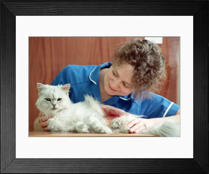 Framed Print : Scenes at the PDSA veterinary surgery in Aston. 23rd July 1992 Framed Print : Scenes at the PDSA veterinary surgery in Aston. 23rd July 1992