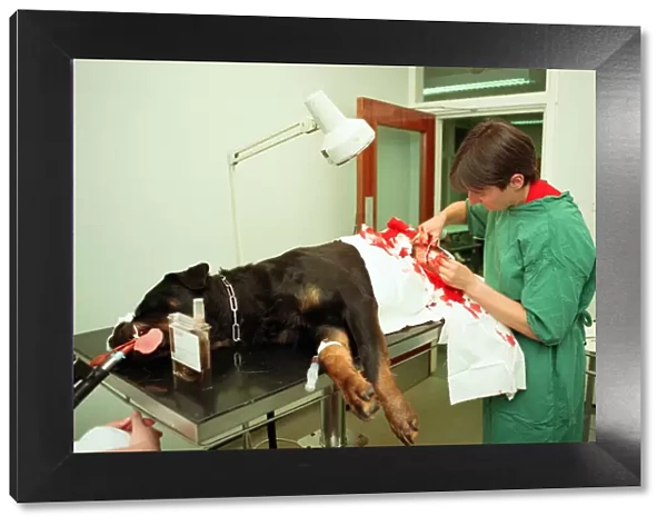 Scenes at the PDSA veterinary surgery in Aston. 23rd July 1992