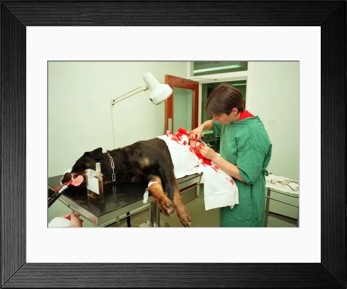 Framed Print : Scenes at the PDSA veterinary surgery in Aston. 23rd July 1992
