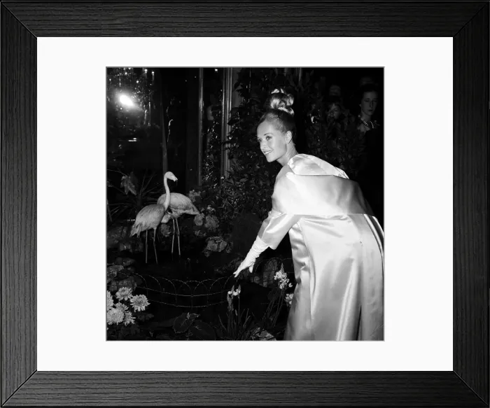 Framed Print : Tippi Hedren attends the premiere of The Birds at the Odeon Leicester Square Framed Print : Tippi Hedren attends the premiere of The Birds at the Odeon Leicester Square