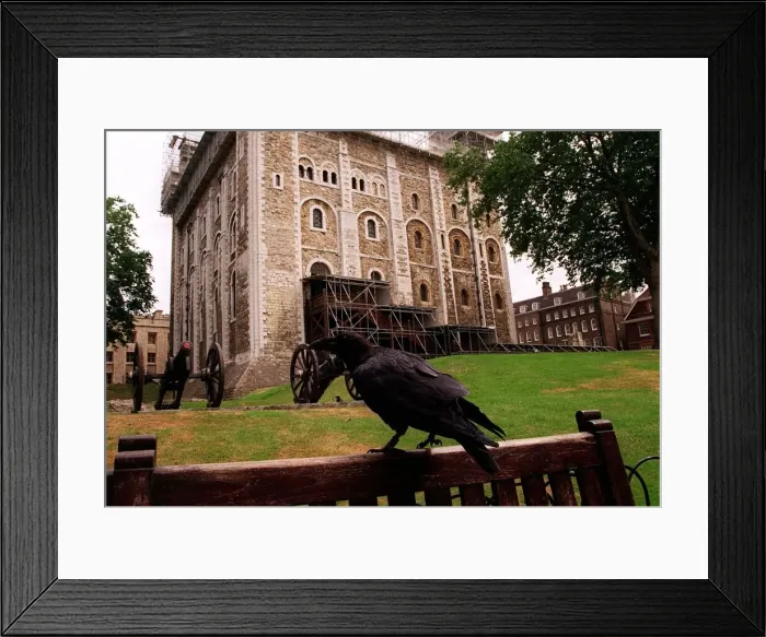 Framed Print : General view of the Tower of London and a Raven Framed Print : General view of the Tower of London and a Raven