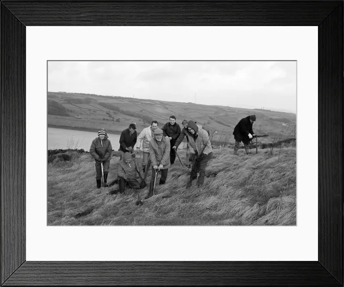 Framed Print : Hard at work are members of Colne Valley Lions and Colne Valley Tree Society Framed Print : Hard at work are members of Colne Valley Lions and Colne Valley Tree Society
