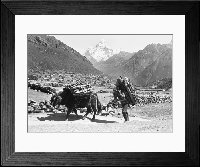 Framed Print : A Sherpa Farmer seen here with his oxs carrying firewood to market close to Framed Print : A Sherpa Farmer seen here with his oxs carrying firewood to market close to