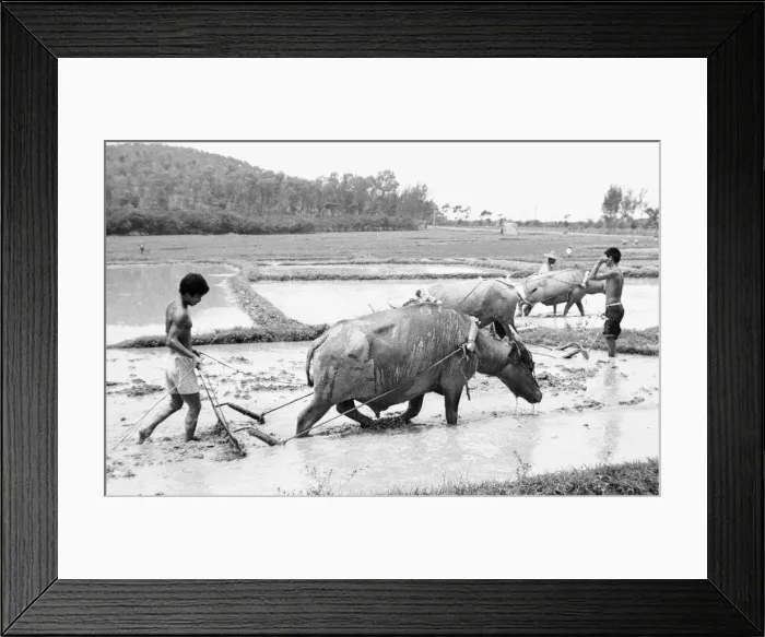 Framed Print : Chinese farmers working in the paddy fields outside Beijing 24th June 1979 Framed Print : Chinese farmers working in the paddy fields outside Beijing 24th June 1979