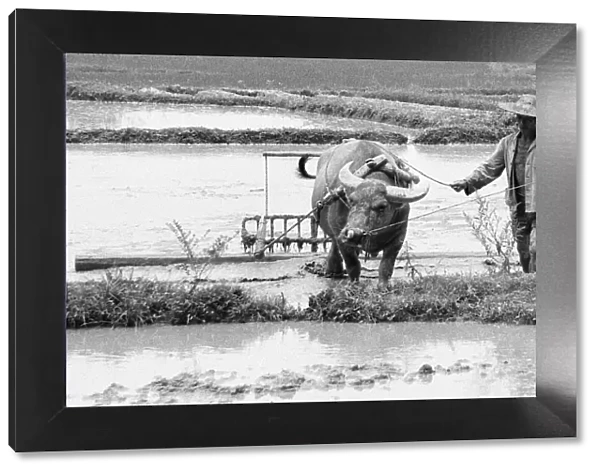 Chinese farmers working in the paddy fields outside Beijing 24th June 1979