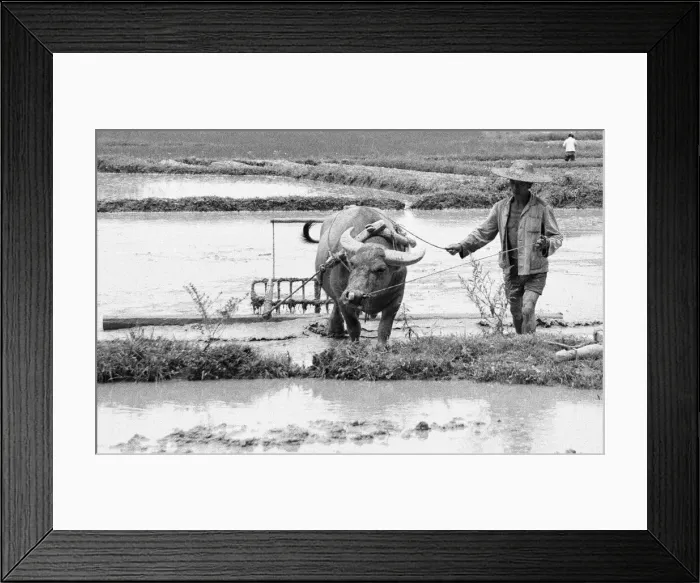 Framed Print : Chinese farmers working in the paddy fields outside Beijing 24th June 1979