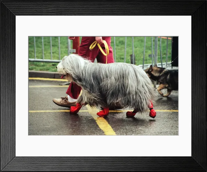 Framed Print : The first day of Crufts, held at the NEC. 9th January 1991 Framed Print : The first day of Crufts, held at the NEC. 9th January 1991