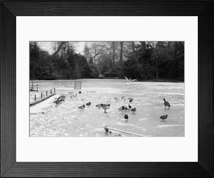 Framed Print : Frozen Lake, Cannon Hill Park, Birmingham, England, 17th February 1986 Framed Print : Frozen Lake, Cannon Hill Park, Birmingham, England, 17th February 1986
