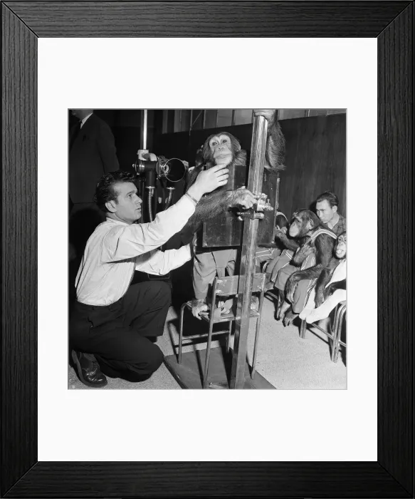 Framed Print : Chimpanzees being X-rayed, Billy, etc. of Bertram Mills Circus. 10th January 1954 Framed Print : Chimpanzees being X-rayed, Billy, etc. of Bertram Mills Circus. 10th January 1954